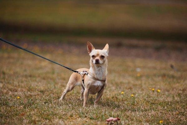 Guide complet pour assurer la santé et le bien-être de votre chat